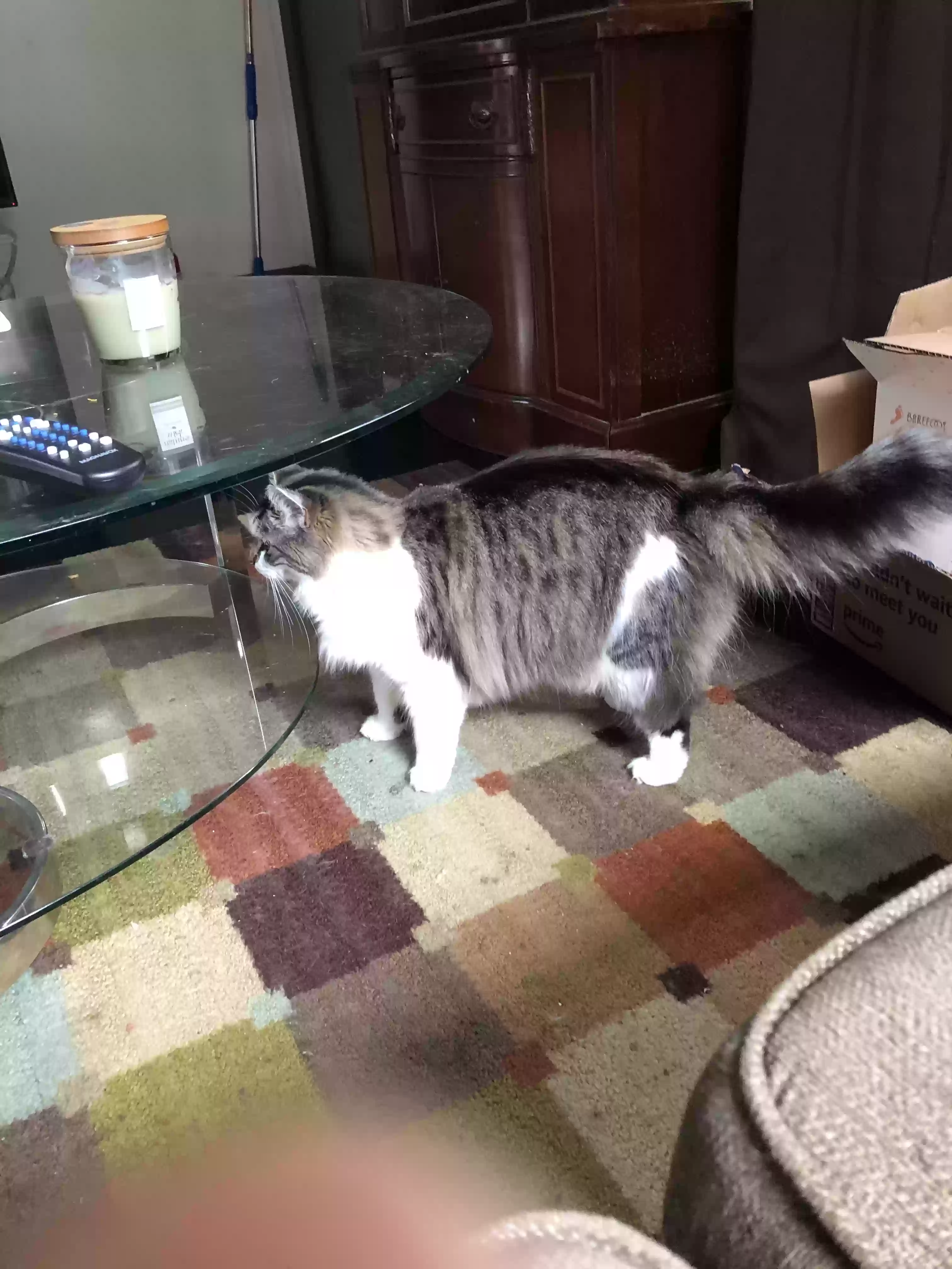 adoptable Cat in Cincinnati,OH named Daphne